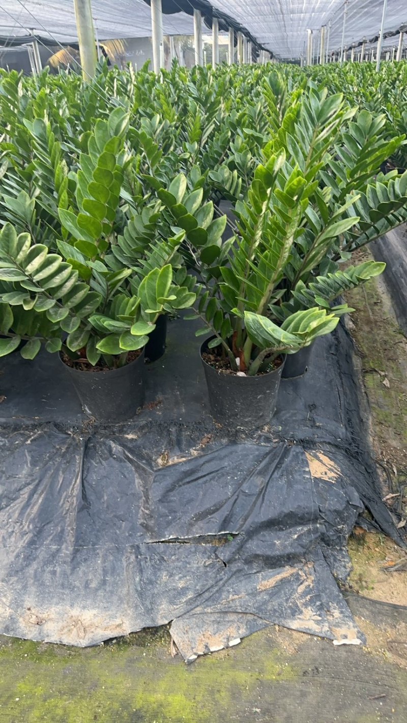 金钱树雪铁芋育苗盆室内绿植招财寓意好净化空气