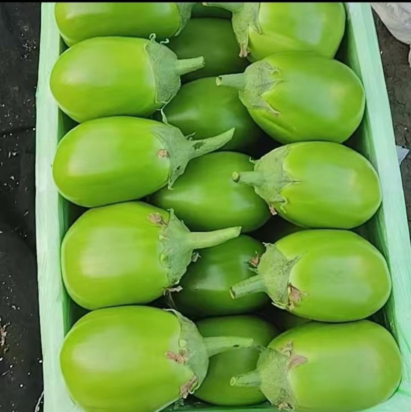 【实力商家】产地直发【对接超市】质量保证【诚实守信】绿茄