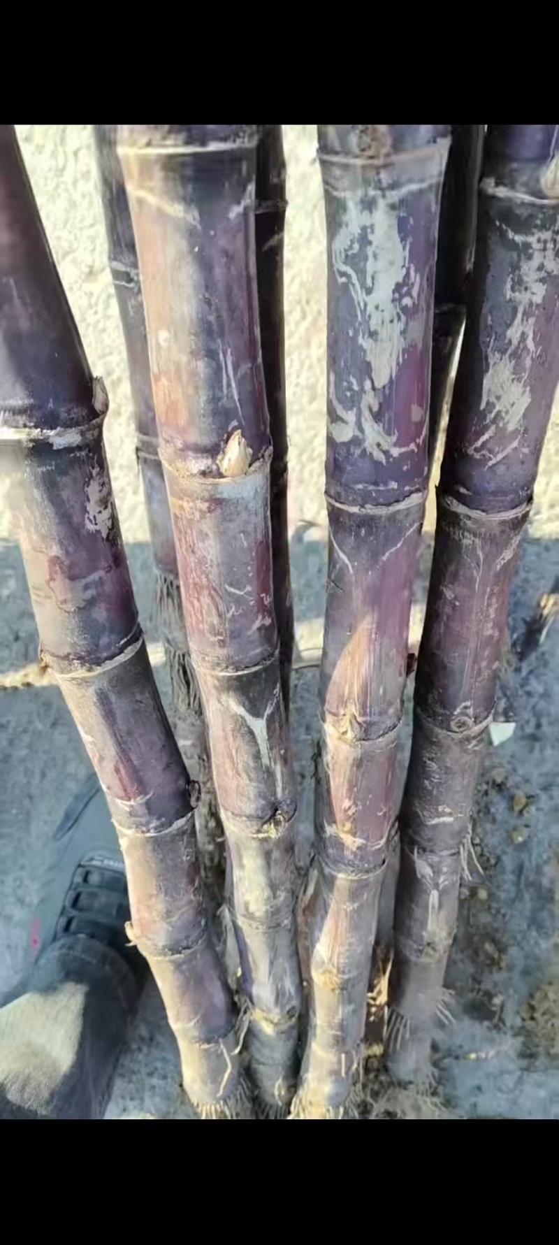 广西甘蔗