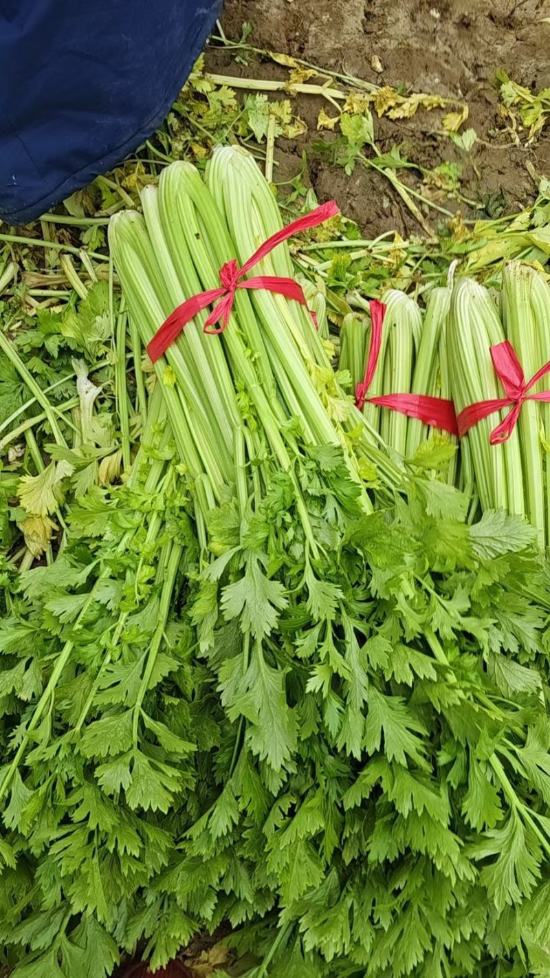 精品芹菜大卖中