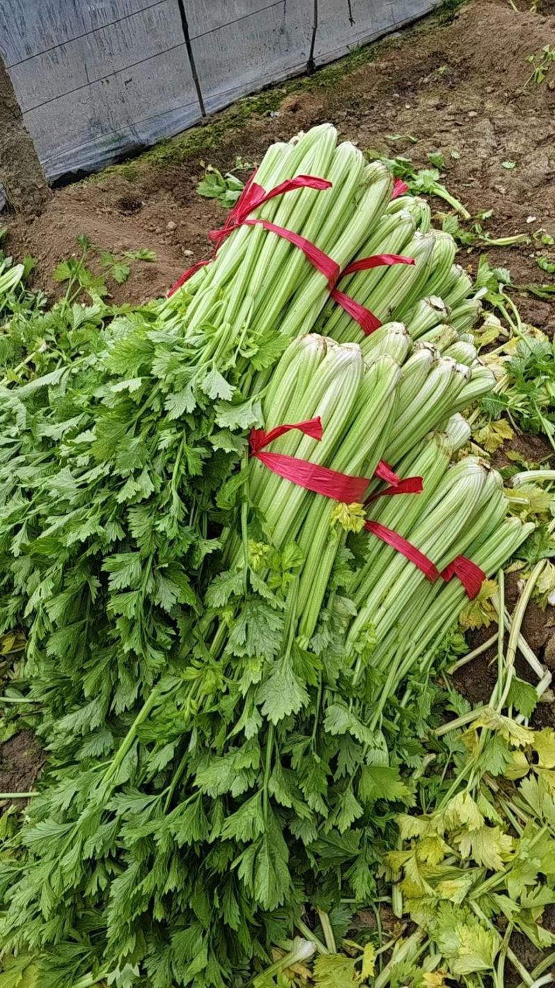 精品芹菜大卖中