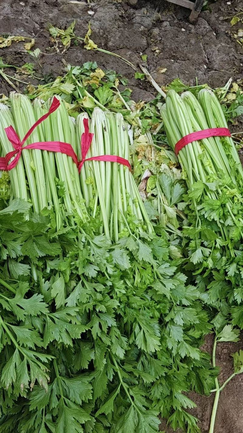 精品芹菜大卖中