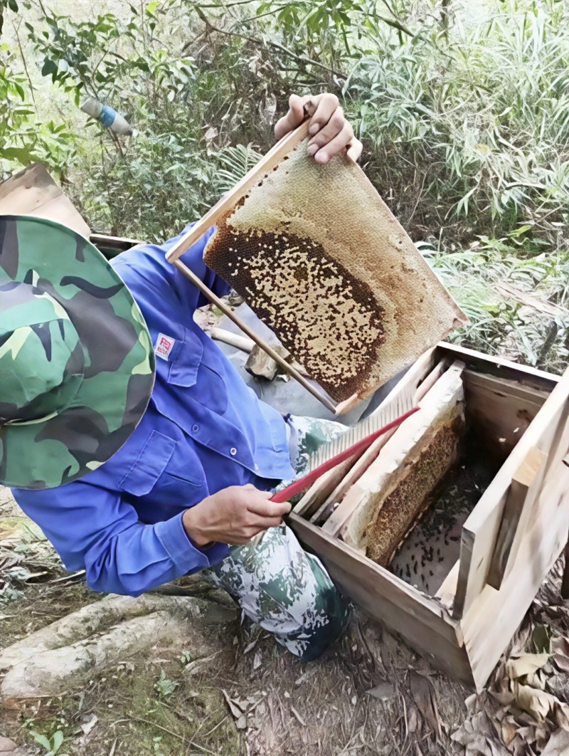 广西梧州苍梧县天然土蜂蜜，欢迎老板随时进店咨询。