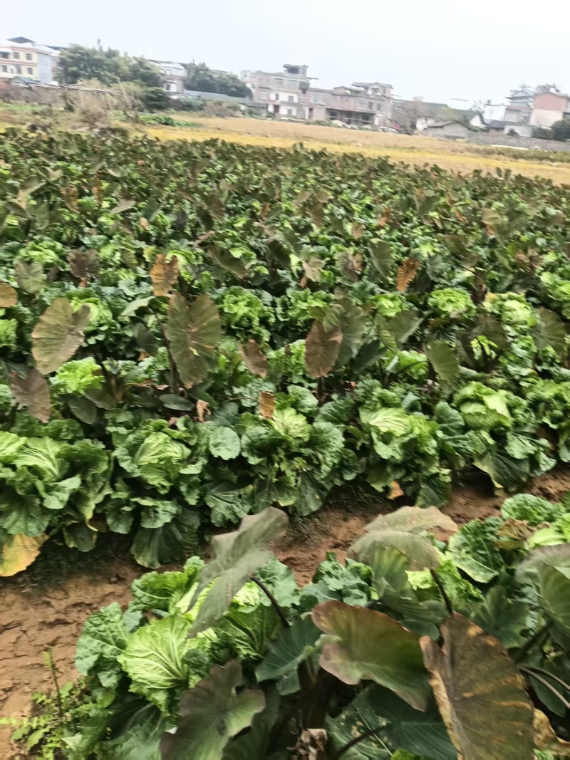 大白菜