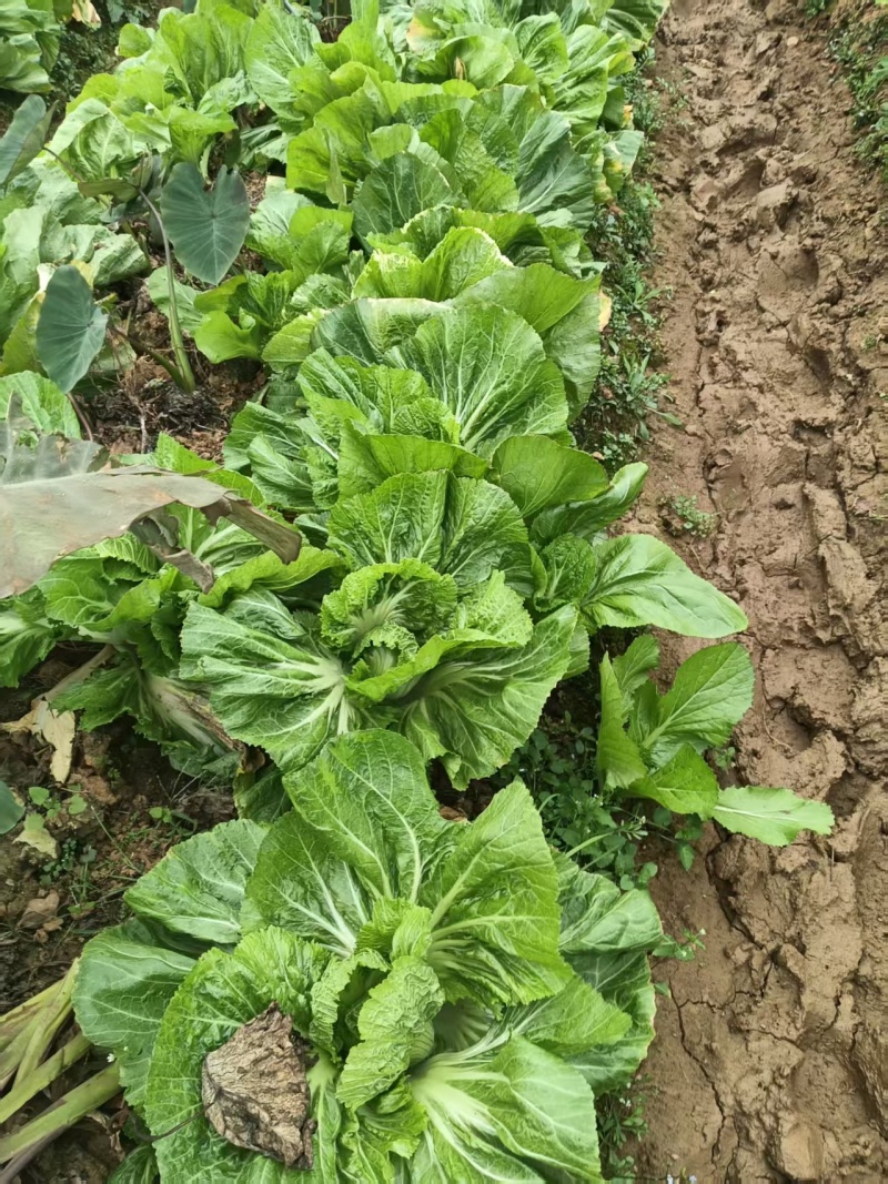 大白菜