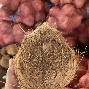 海南老椰子，越南老椰子，精挑果，***毛椰子基地供应。