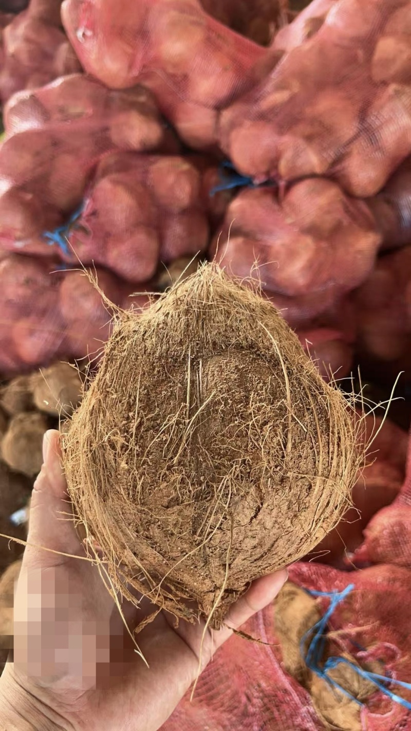 海南老椰子，越南老椰子，精挑果，***毛椰子基地供应。