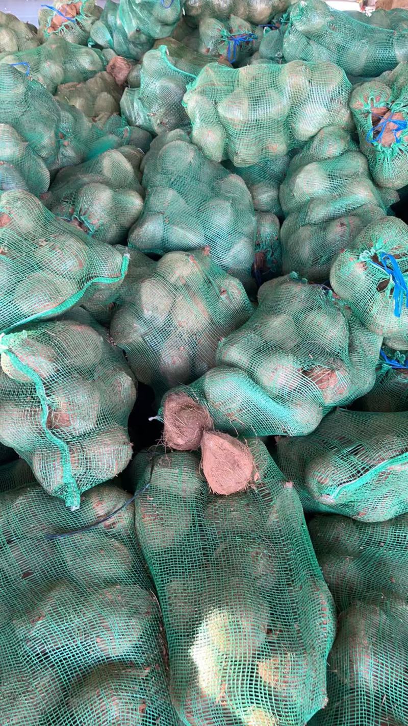 海南老椰子，越南老椰子，精挑果，***毛椰子基地供应。