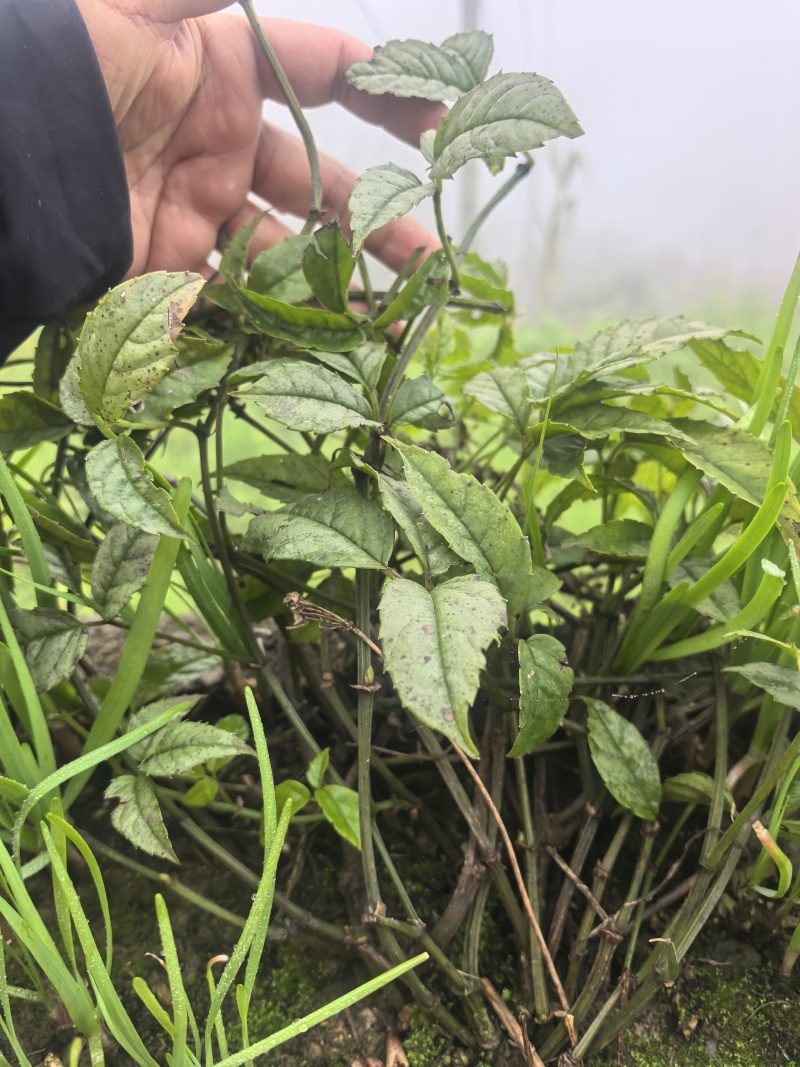 广西百色纯野生三叶清（鲜果）