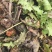 广西百色纯野生三叶清（鲜果）