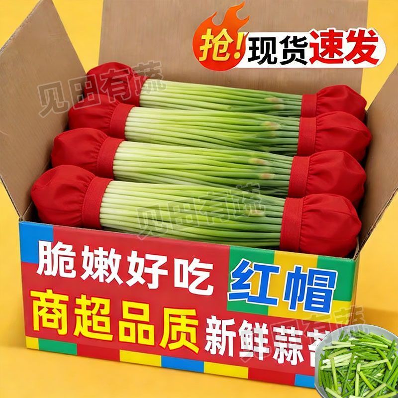 当季鲜蒜苔红帽蒜苔大量现货一件代发