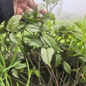 广西百色纯野生三叶清（鲜果）