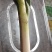 启东大葱（可剥净葱）