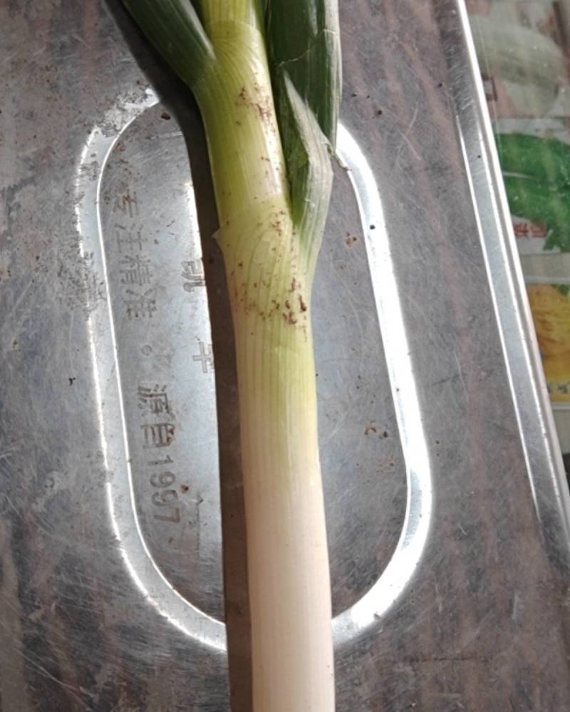 启东大葱（可剥净葱）