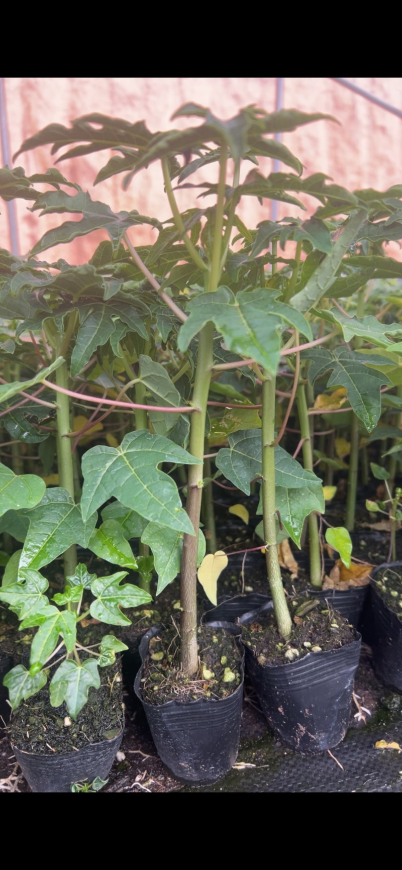 红肉水果木瓜苗、大青木瓜苗，量大从优，欢迎采购