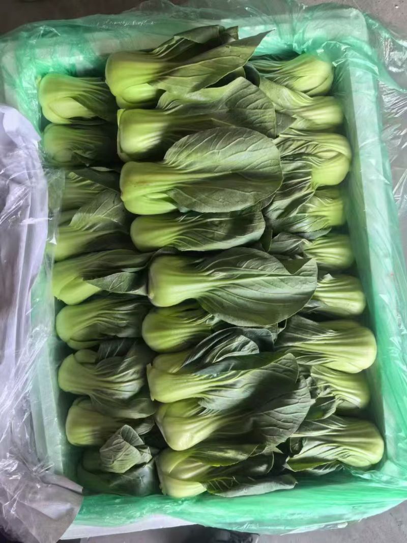 上海青叶肥帮厚现摘现发稳定供货质量保证欢迎来电