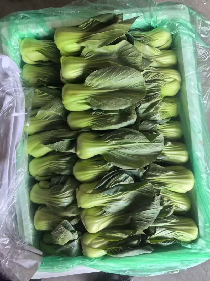上海青叶肥帮厚现摘现发稳定供货质量保证欢迎来电