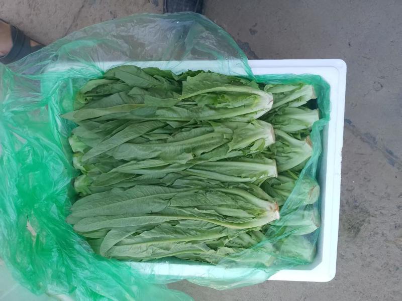 新鲜油麦菜当日现割清香脆嫩质量保证货源充足