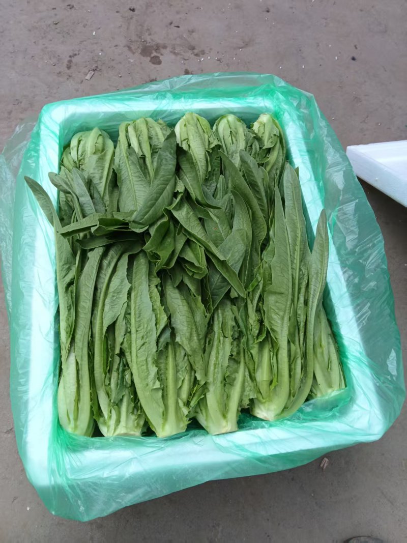 新鲜油麦菜当日现割清香脆嫩质量保证货源充足