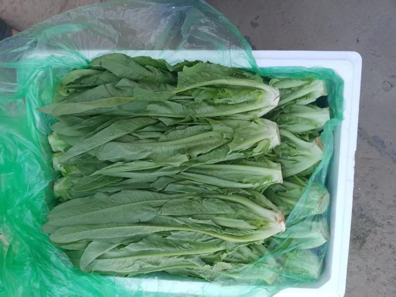 新鲜油麦菜当日现割清香脆嫩质量保证货源充足
