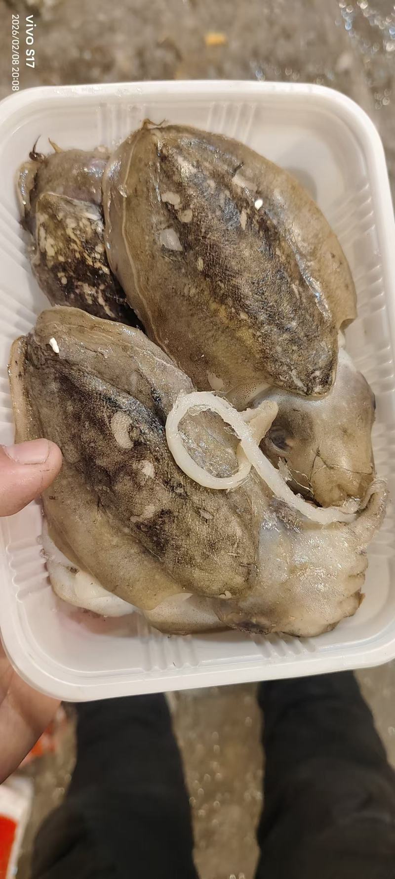 新鲜墨鱼无冰一斤装电商团购年货