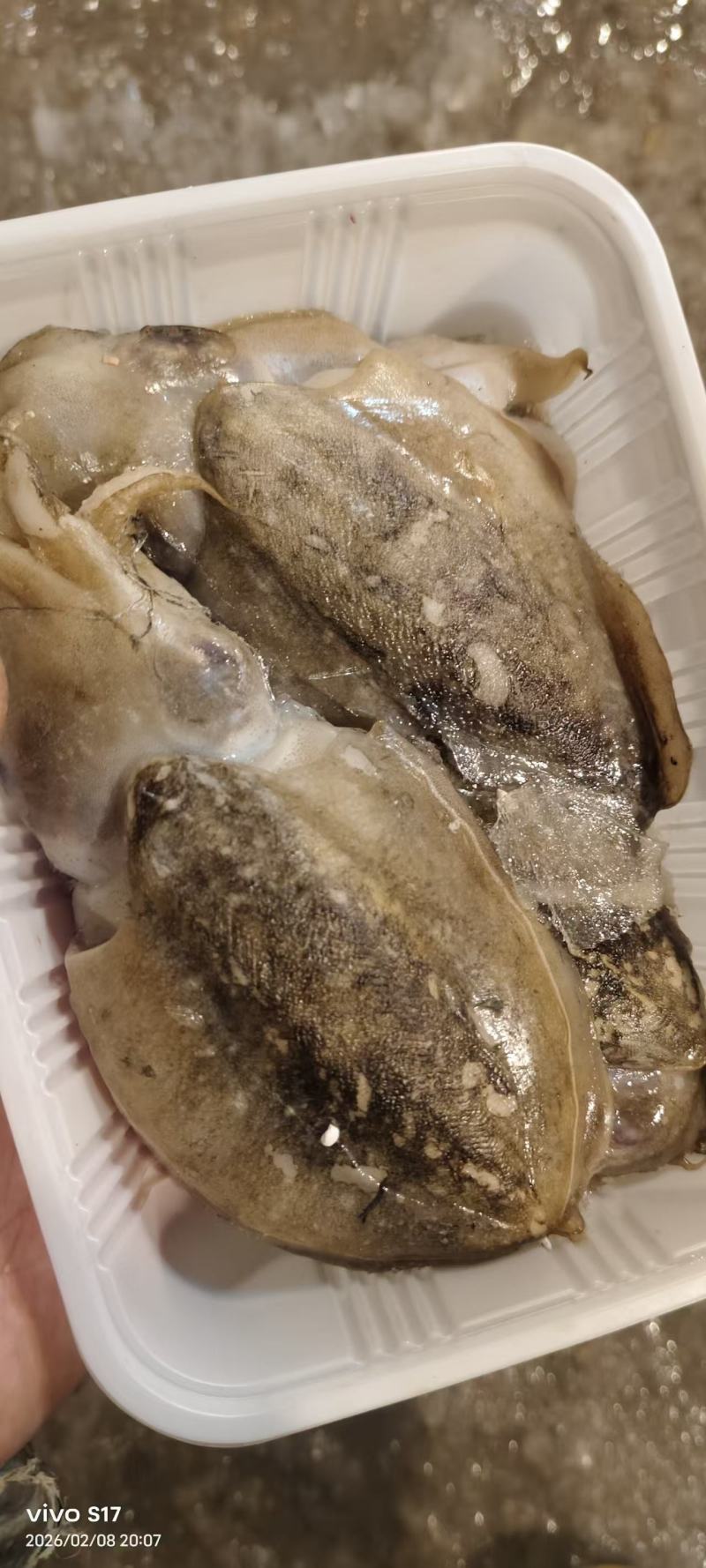 新鲜墨鱼无冰一斤装电商团购年货