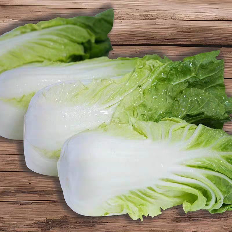 云南黄白菜口感清甜量大从优质量保证欢迎来电咨询