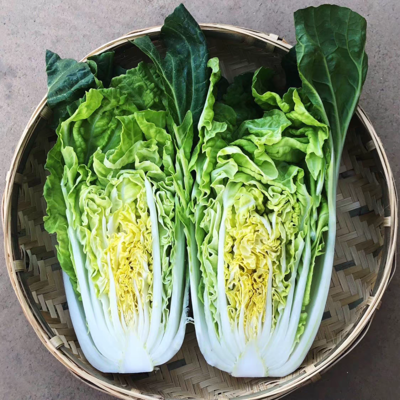 云南黄白菜口感清甜量大从优质量保证欢迎来电咨询