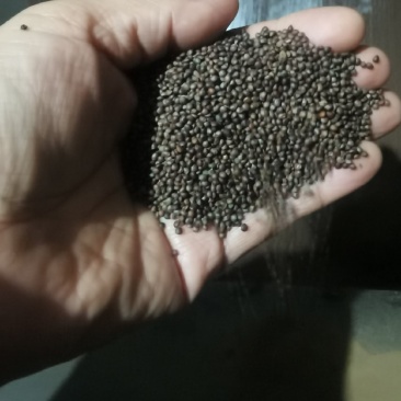 苏子，熟苏子，生苏子，厂家直销，价格优惠