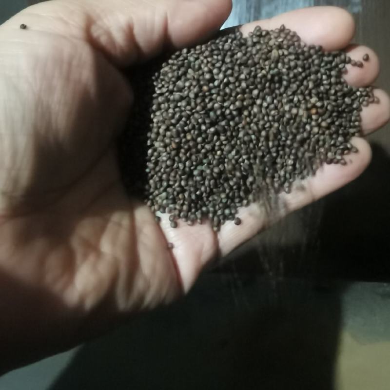 苏子，熟苏子，生苏子，厂家直销，价格优惠