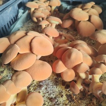 黄牛肝菌，见手青，大量干货，鲜货