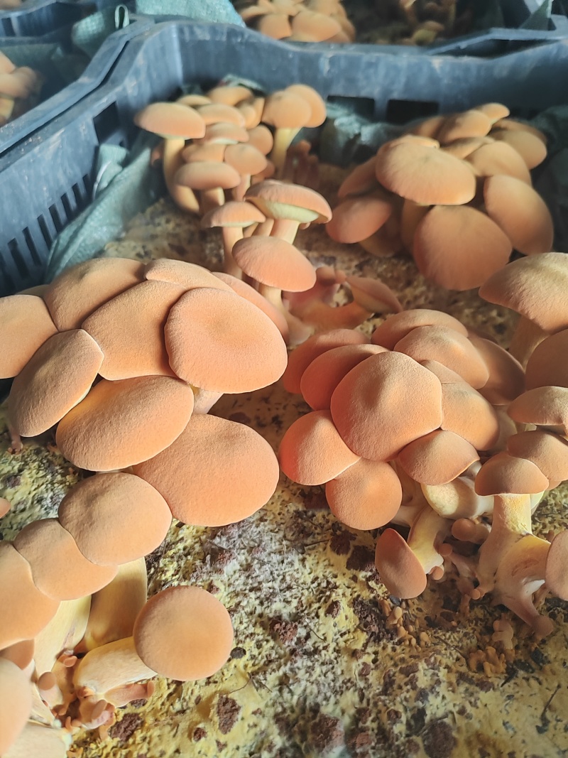 黄牛肝菌，见手青，大量干货，鲜货