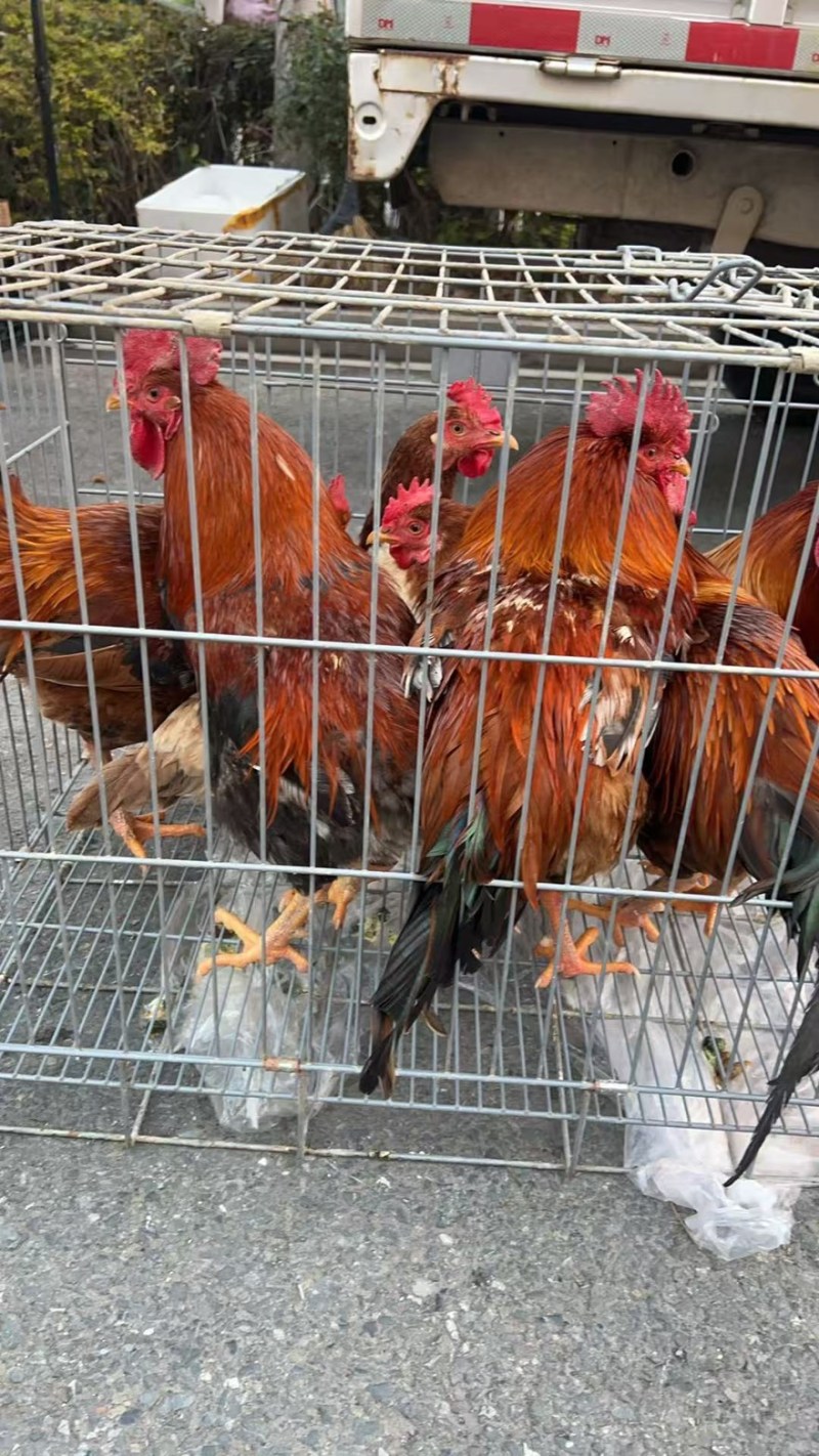 精品走地鸡一手货源全国发货量大价优欢迎随时联系