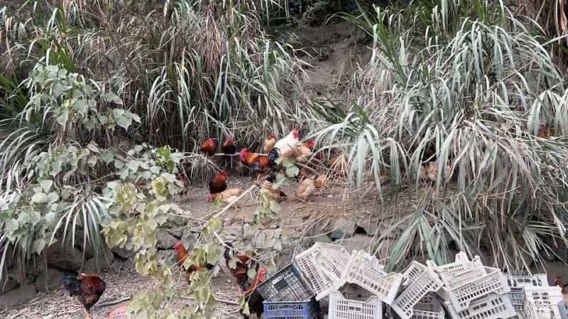 精品走地鸡一手货源全国发货量大价优欢迎随时联系