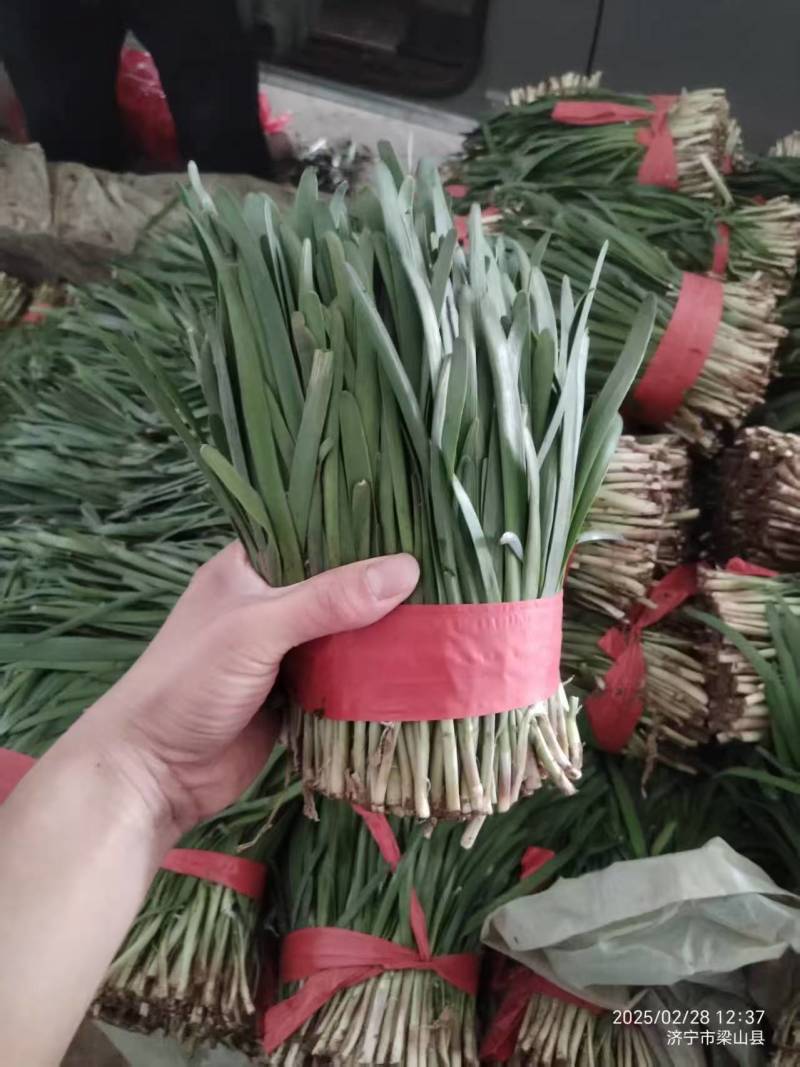 山东韭菜，红根韭菜，产地批发，品质好，视频看货欢迎咨