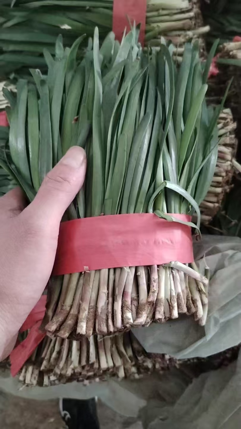 山东韭菜，红根韭菜，产地批发，品质好，视频看货欢迎咨
