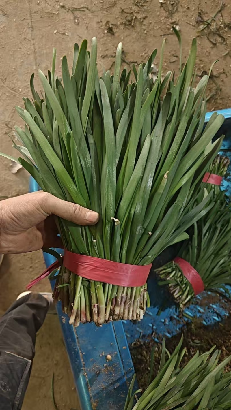 山东韭菜，红根韭菜，产地批发，品质好，视频看货欢迎咨
