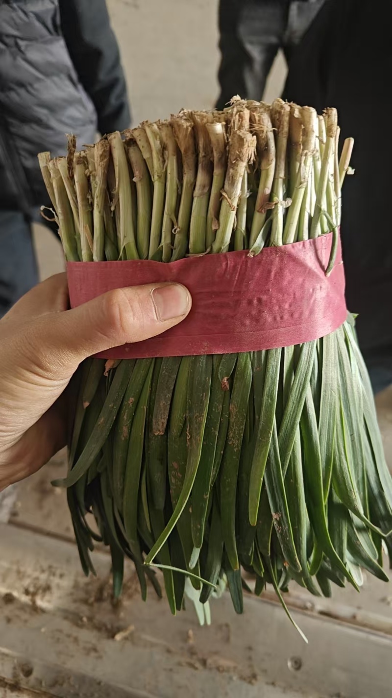 山东韭菜，红根韭菜，产地批发，品质好，视频看货欢迎咨