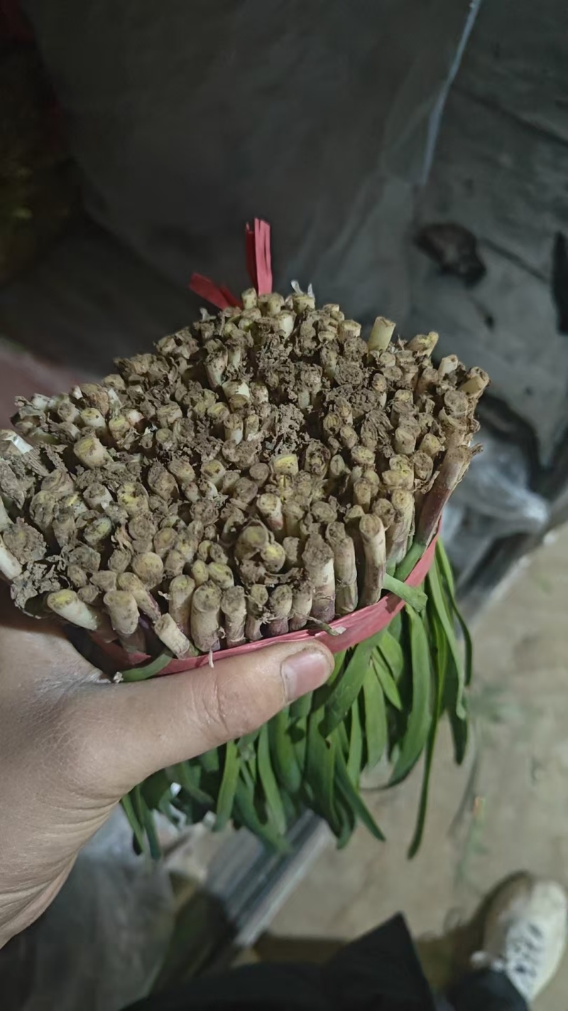 山东韭菜，红根韭菜，产地批发，品质好，视频看货欢迎咨