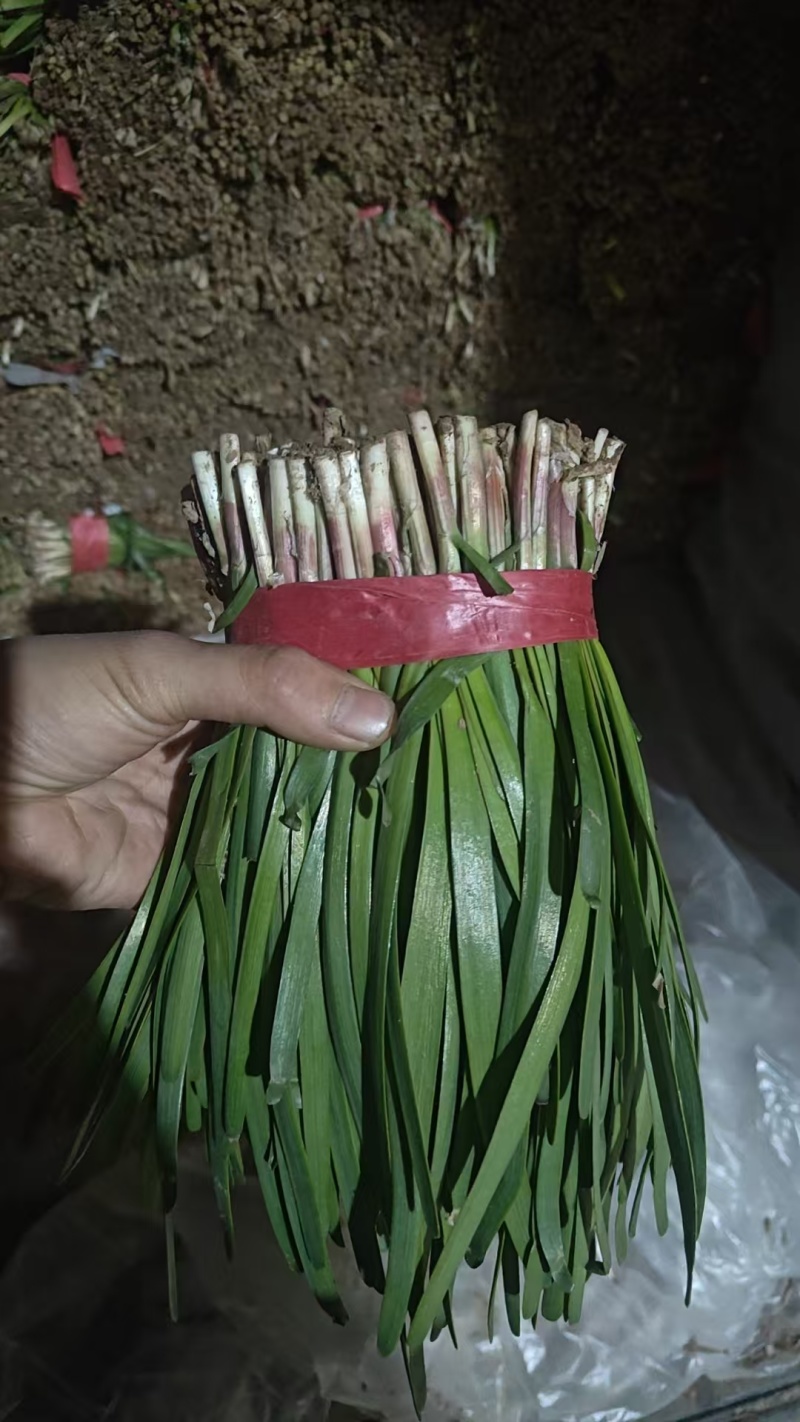山东韭菜，红根韭菜，产地批发，品质好，视频看货欢迎咨