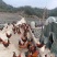 精品土鸡一手货源全国发货量大价优欢迎随时联系