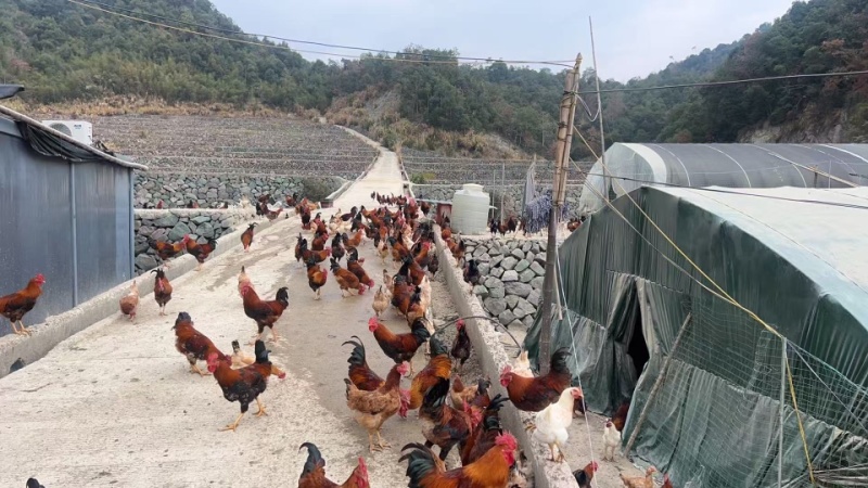 精品土鸡一手货源全国发货量大价优欢迎随时联系