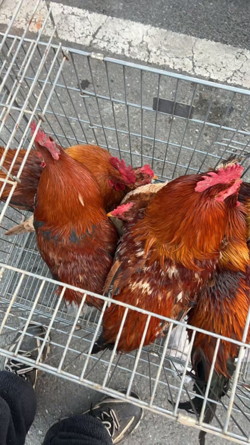 精品土鸡一手货源全国发货量大价优欢迎随时联系