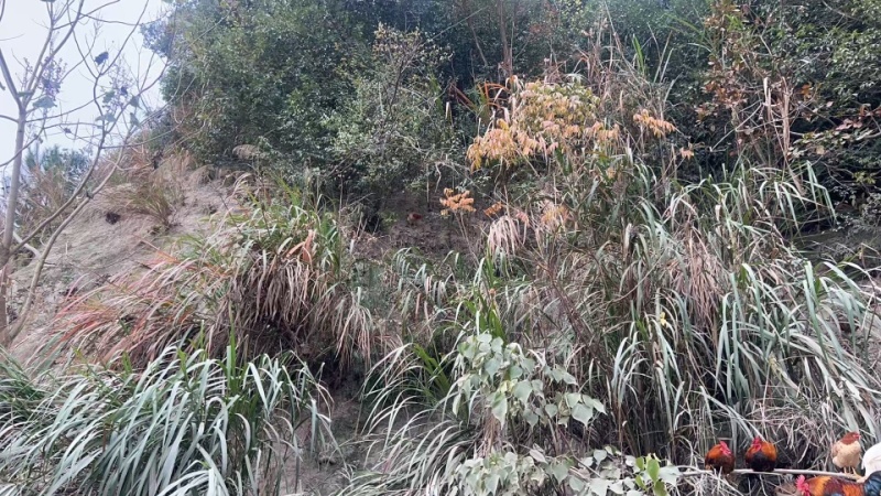 精品土鸡一手货源全国发货量大价优欢迎随时联系