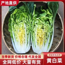 云南黄白菜口感清甜量大从优质量保证欢迎来电咨询