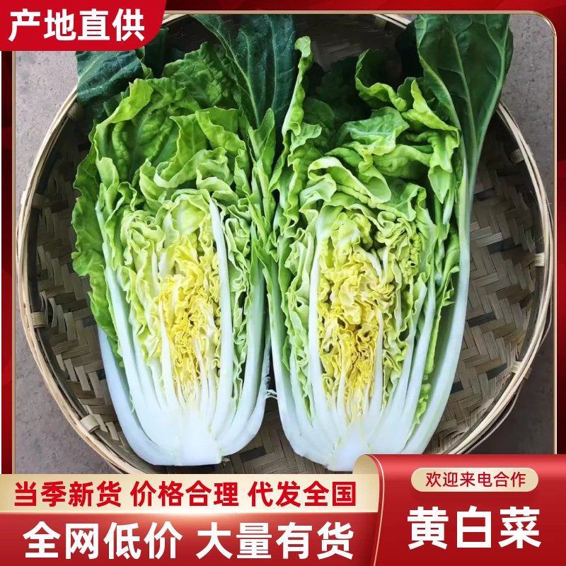 云南黄白菜口感清甜量大从优质量保证欢迎来电咨询