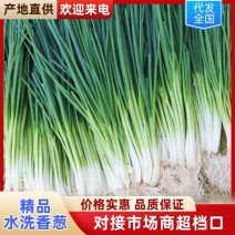 云南精品水洗香葱根白叶绿葱香浓郁支持视频看货