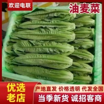 新鲜油麦菜当日现割清香脆嫩质量保证货源充足