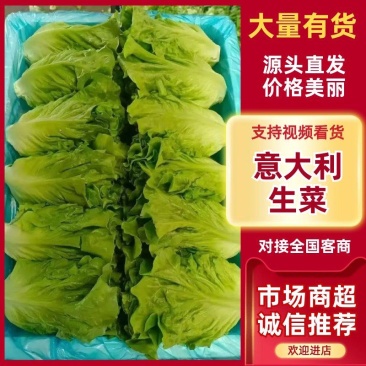 新鲜采摘意大利生菜脆嫩爽口货源充足欢迎来电咨询