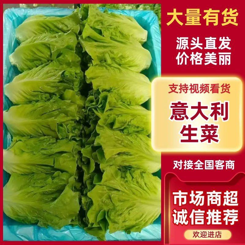 新鲜采摘意大利生菜脆嫩爽口货源充足欢迎来电咨询